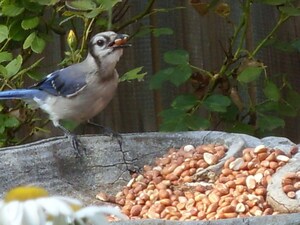 Cole's Wild Bird Products, Co., Says, The Rule Of Thumb For Buying All-Natural Birdfeed Is "If You Can't Read It, Don't Feed It."